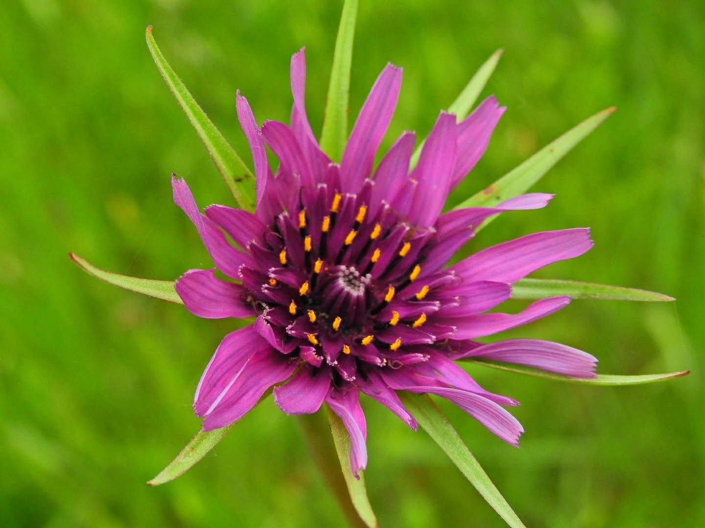 Tragopogon porrifolius