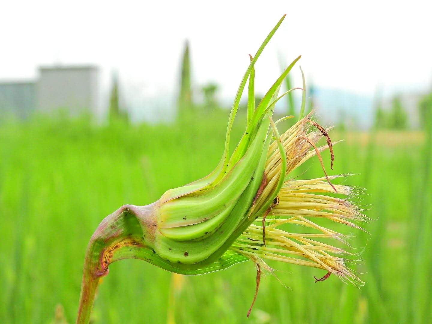 Tragopogon porrifolius