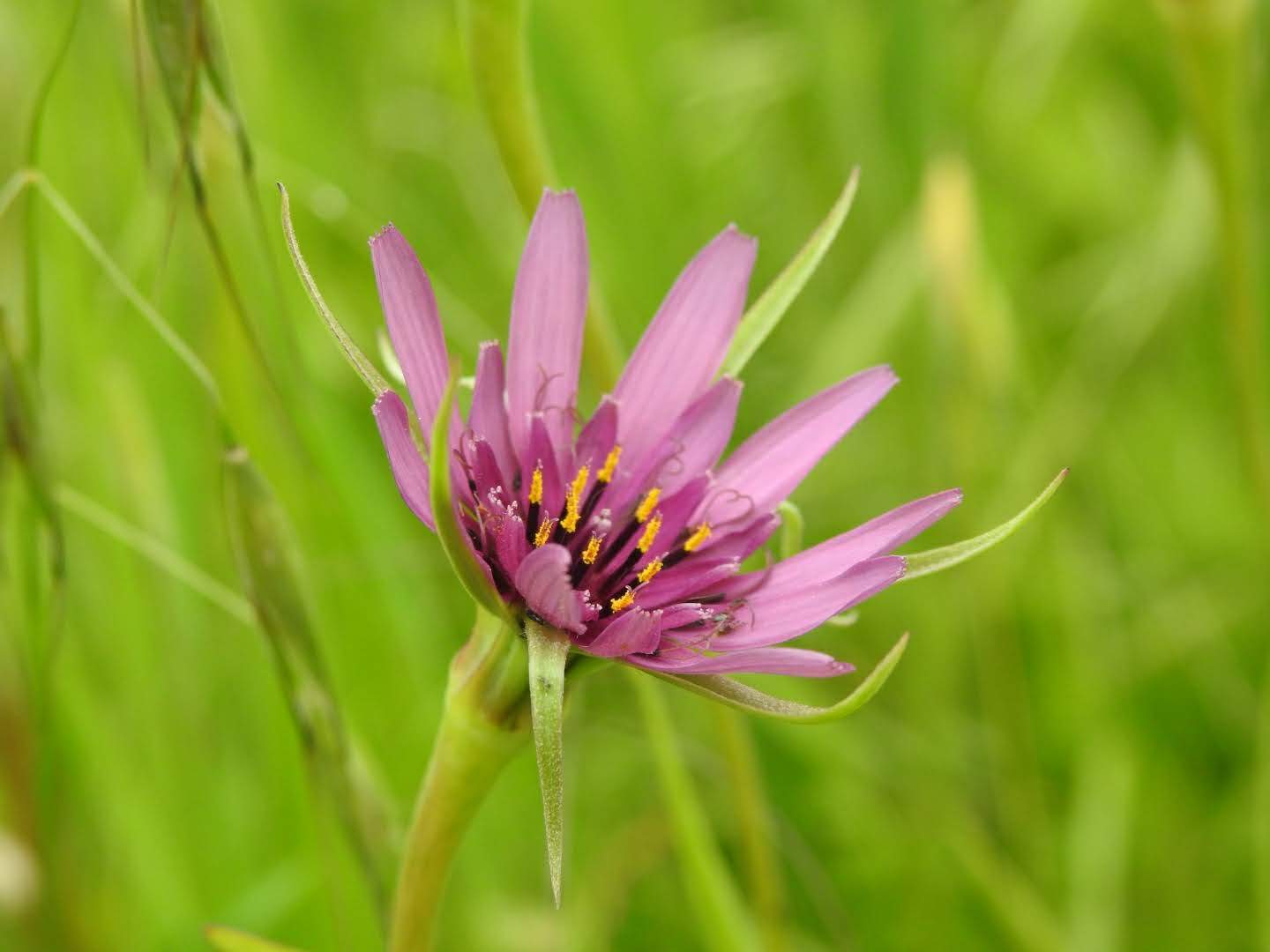 Tragopogon porrifolius