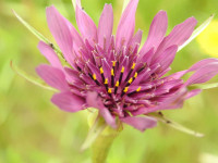 Tragopogon porrifolius