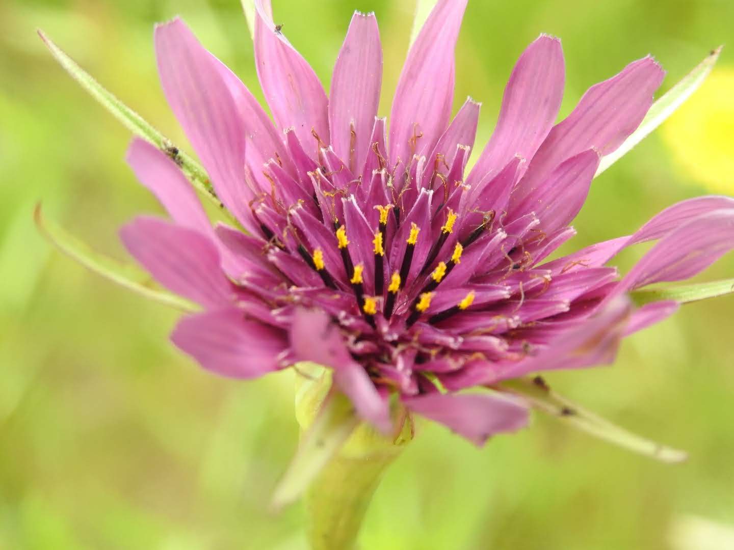 Tragopogon porrifolius