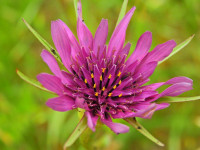 Tragopogon porrifolius
