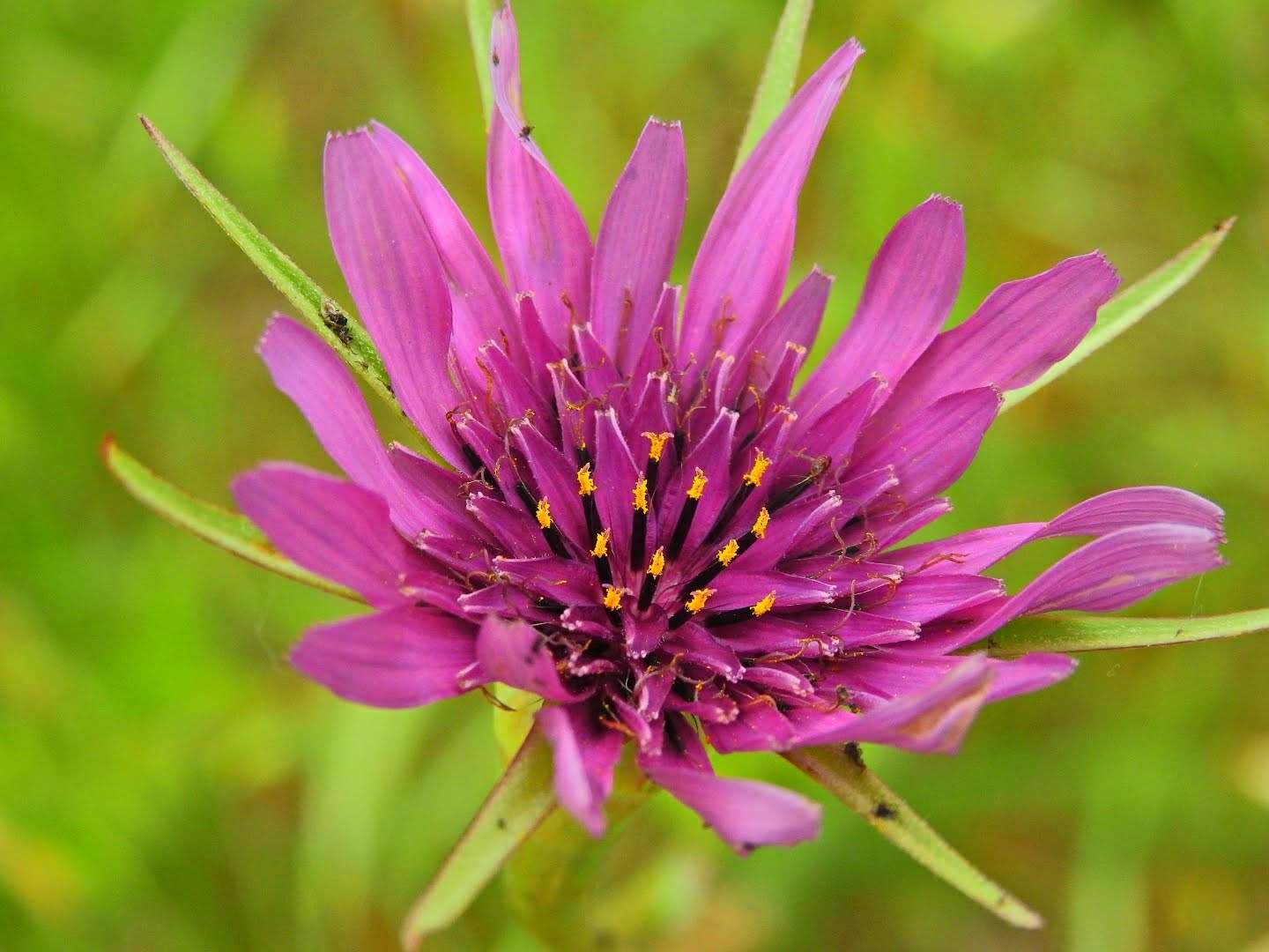 Tragopogon porrifolius
