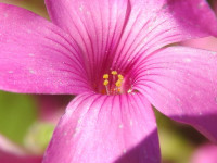 Oxalis debilis