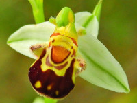Ophrys apifera