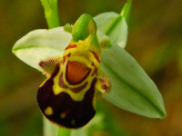 Ophrys apifera