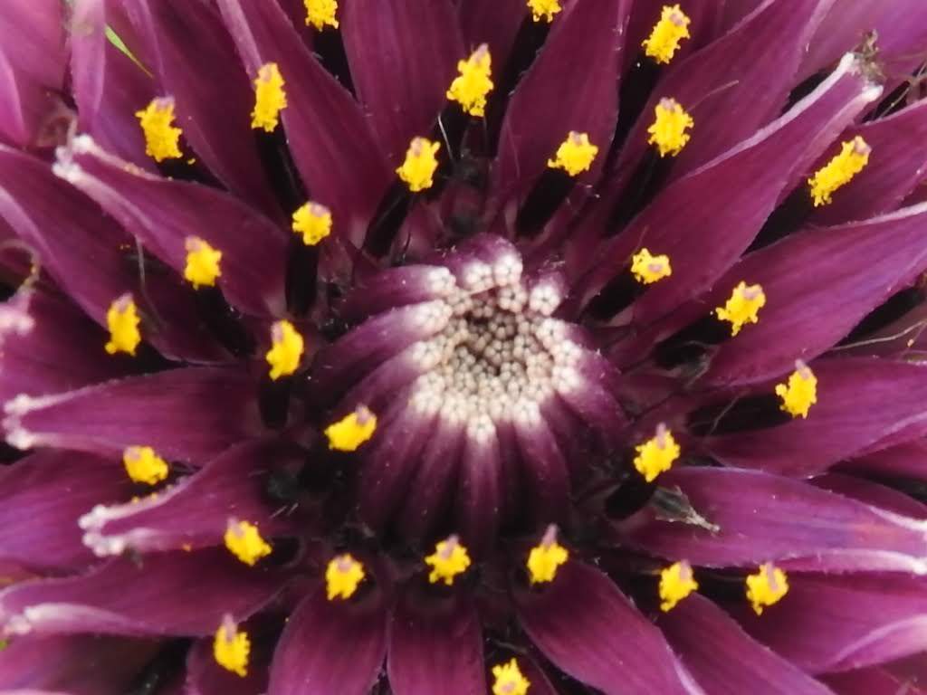 Tragopogon porrifolius