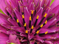 Tragopogon porrifolius