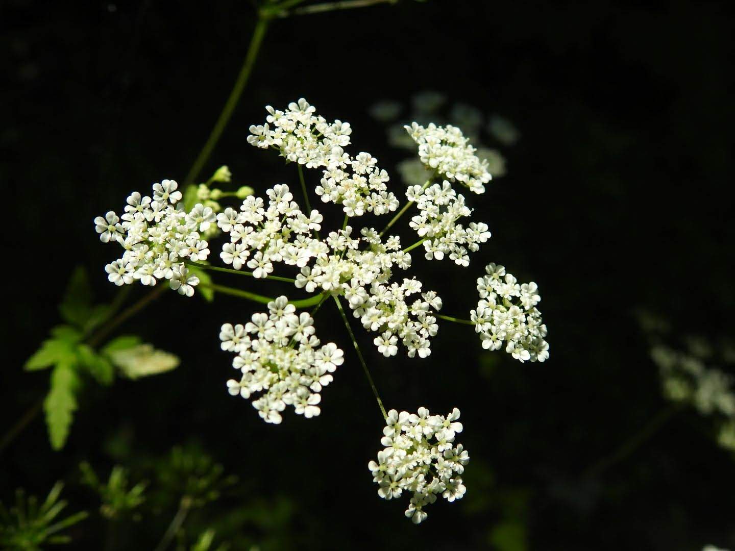 Chaerophyllum temulum