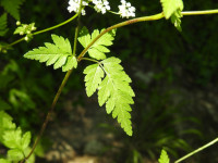 Chaerophyllum temulum