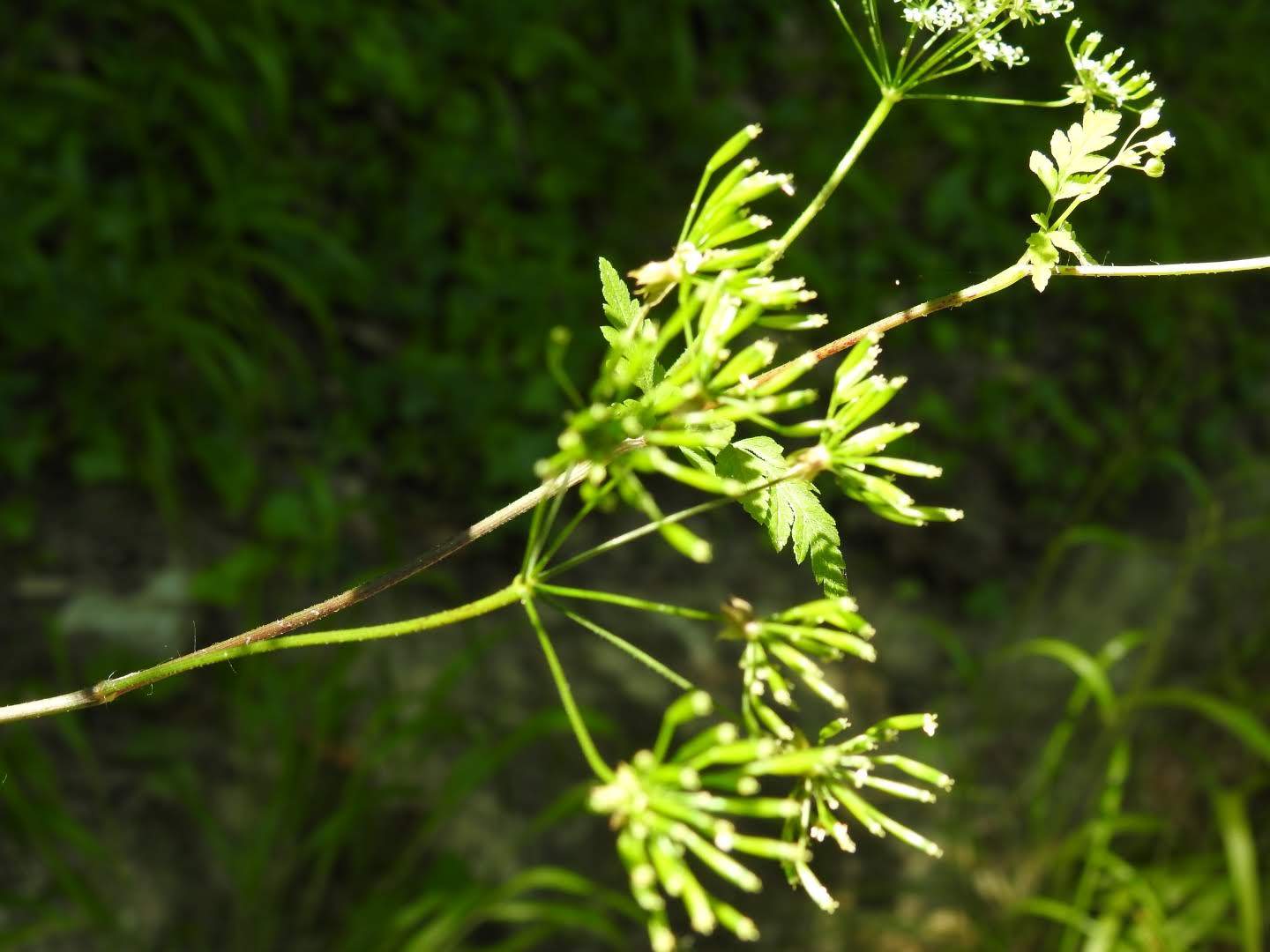 Chaerophyllum temulum