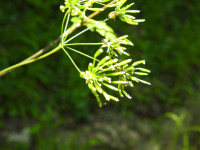 Chaerophyllum temulum