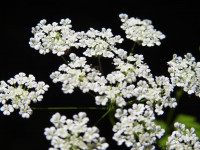 Chaerophyllum temulum