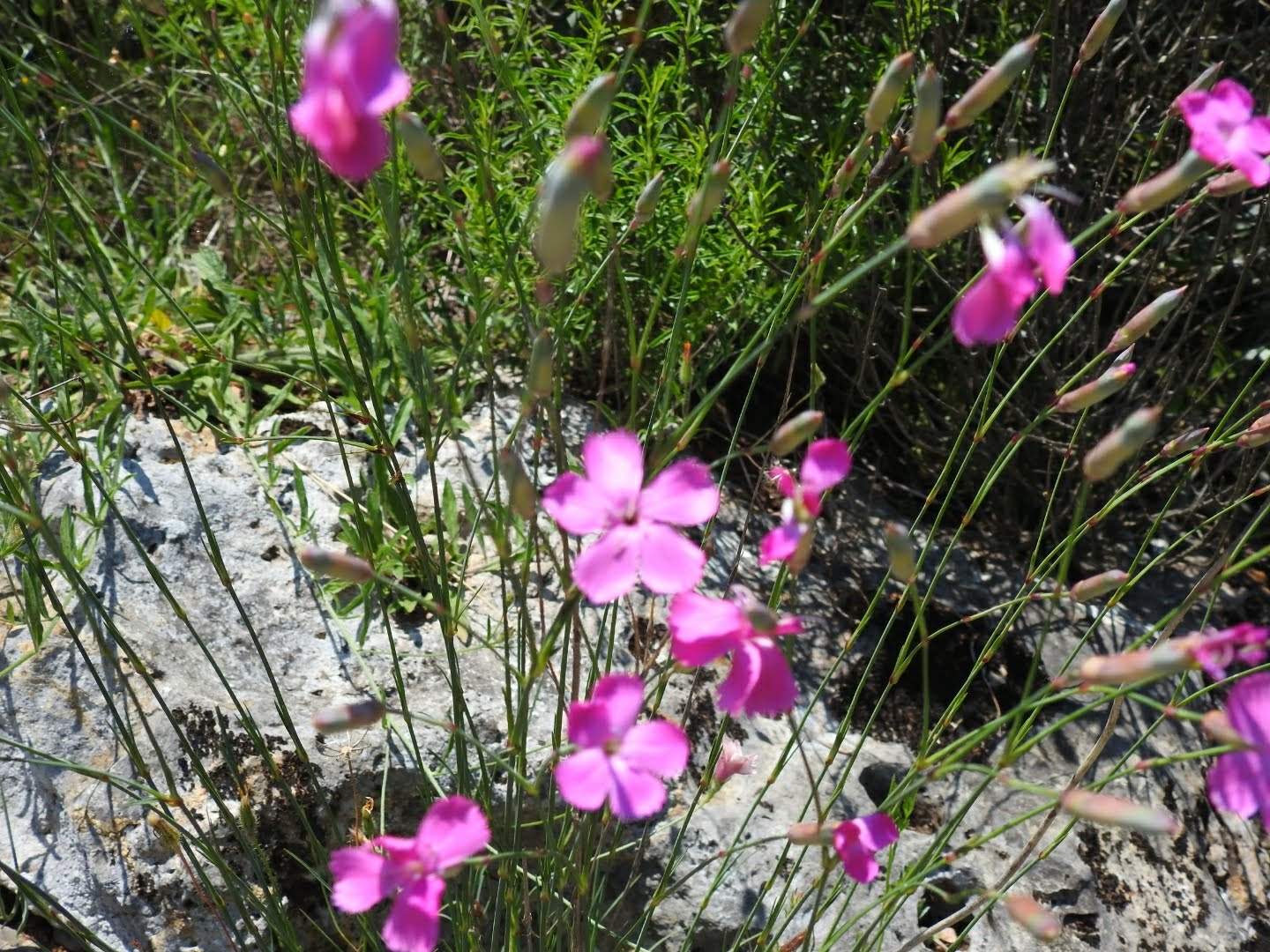 Dianthus sylvestris