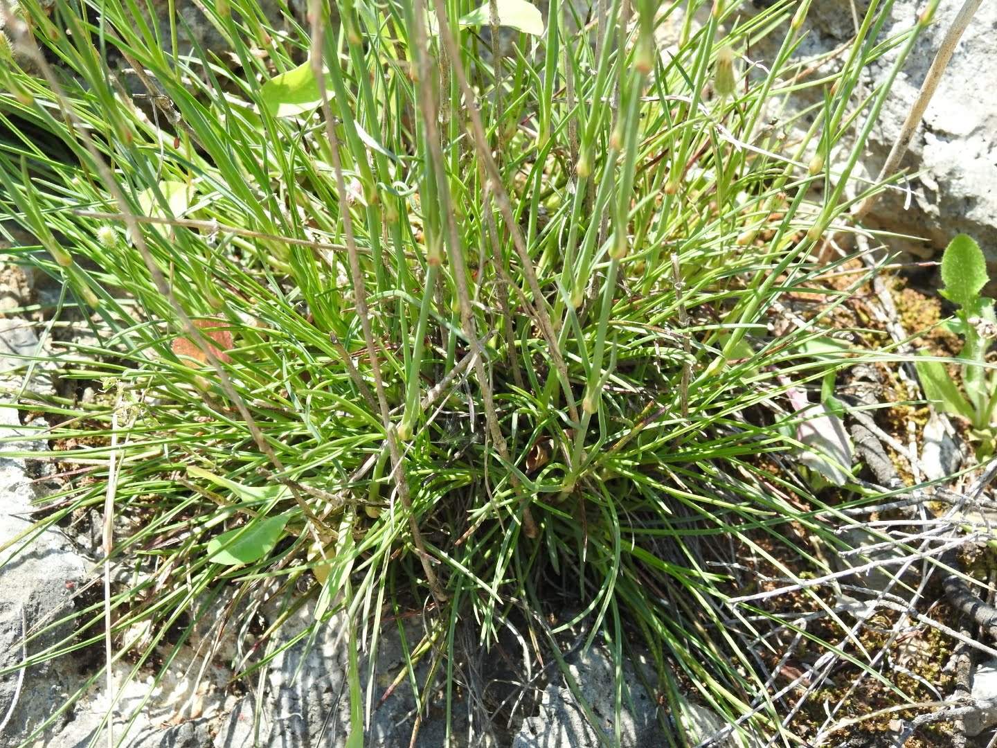 Dianthus sylvestris