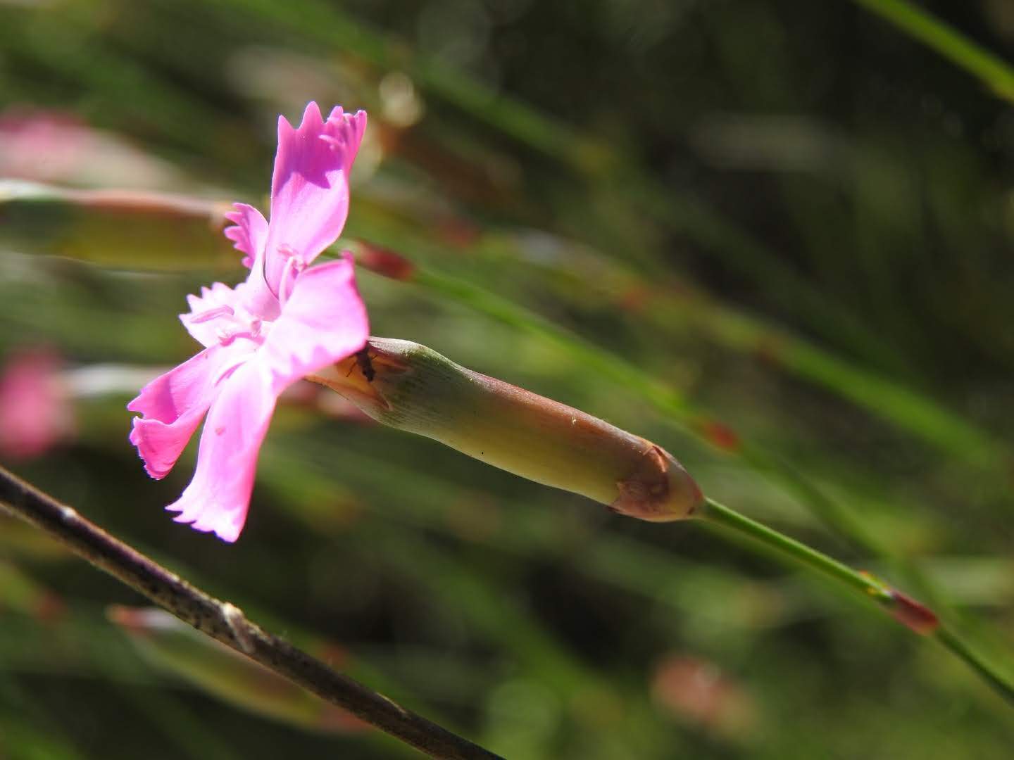 Dianthus sylvestris