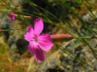 Dianthus sylvestris