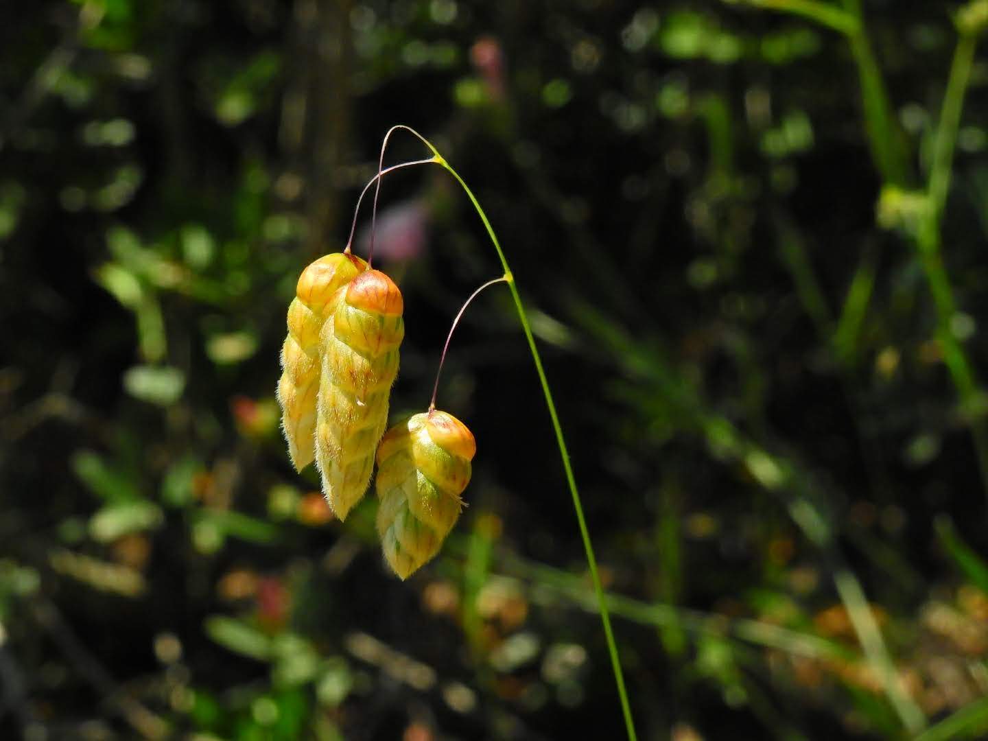 Macrobriza maxima