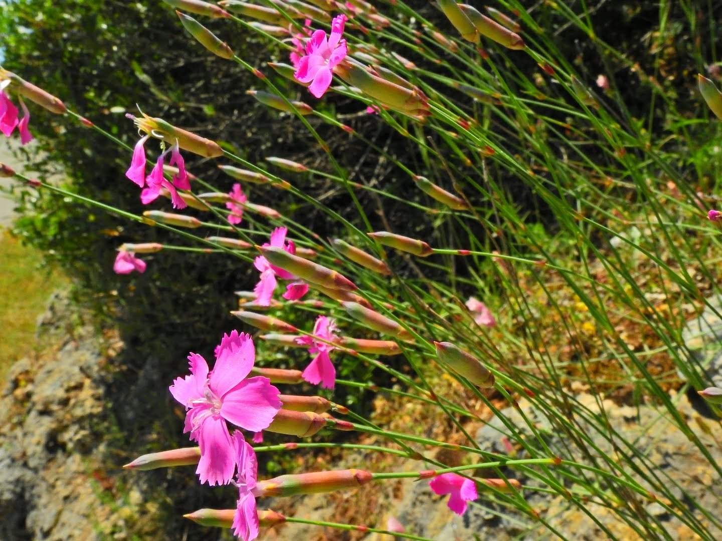 Dianthus sylvestris