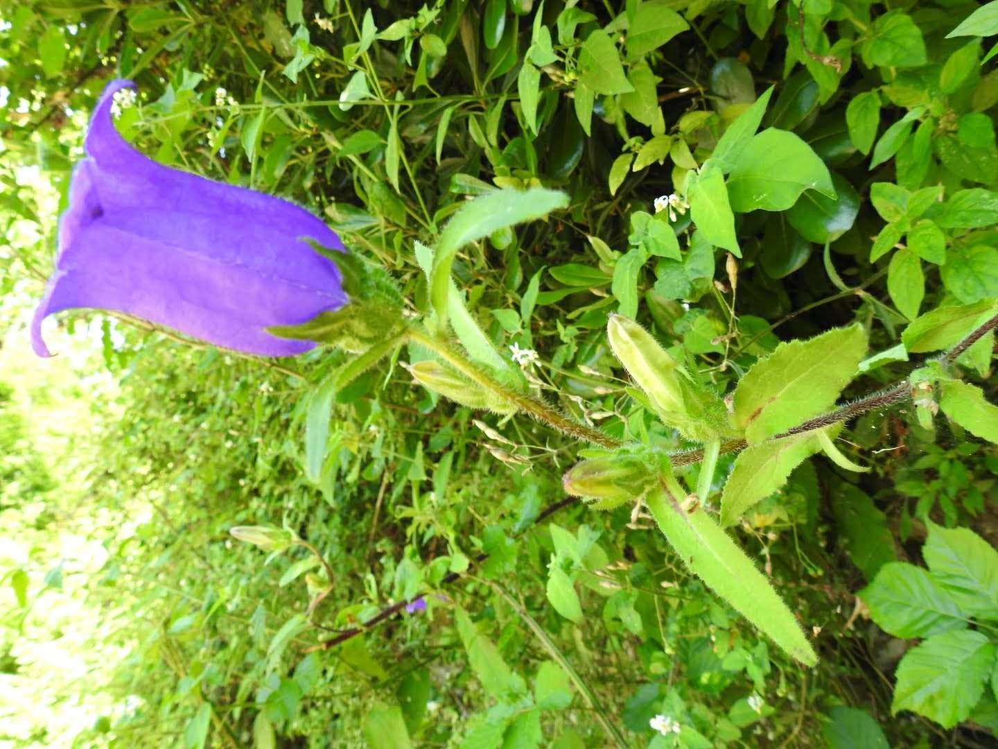 Campanula medium