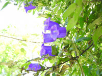 Campanula medium