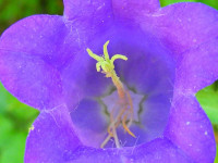 Campanula medium