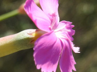 Dianthus sylvestris