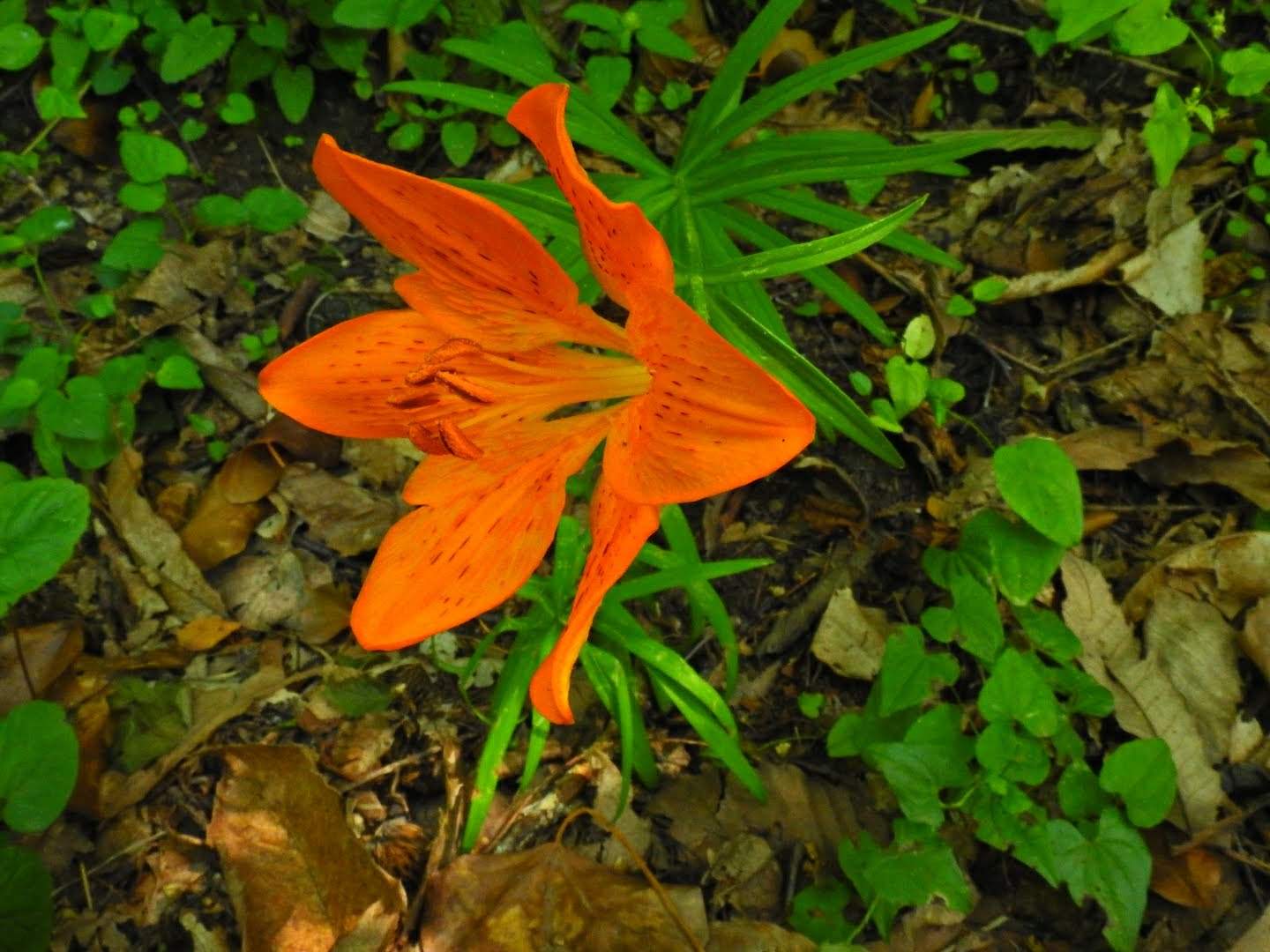 Lilium bulbiferum