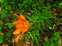 Lilium bulbiferum