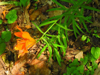 Lilium bulbiferum