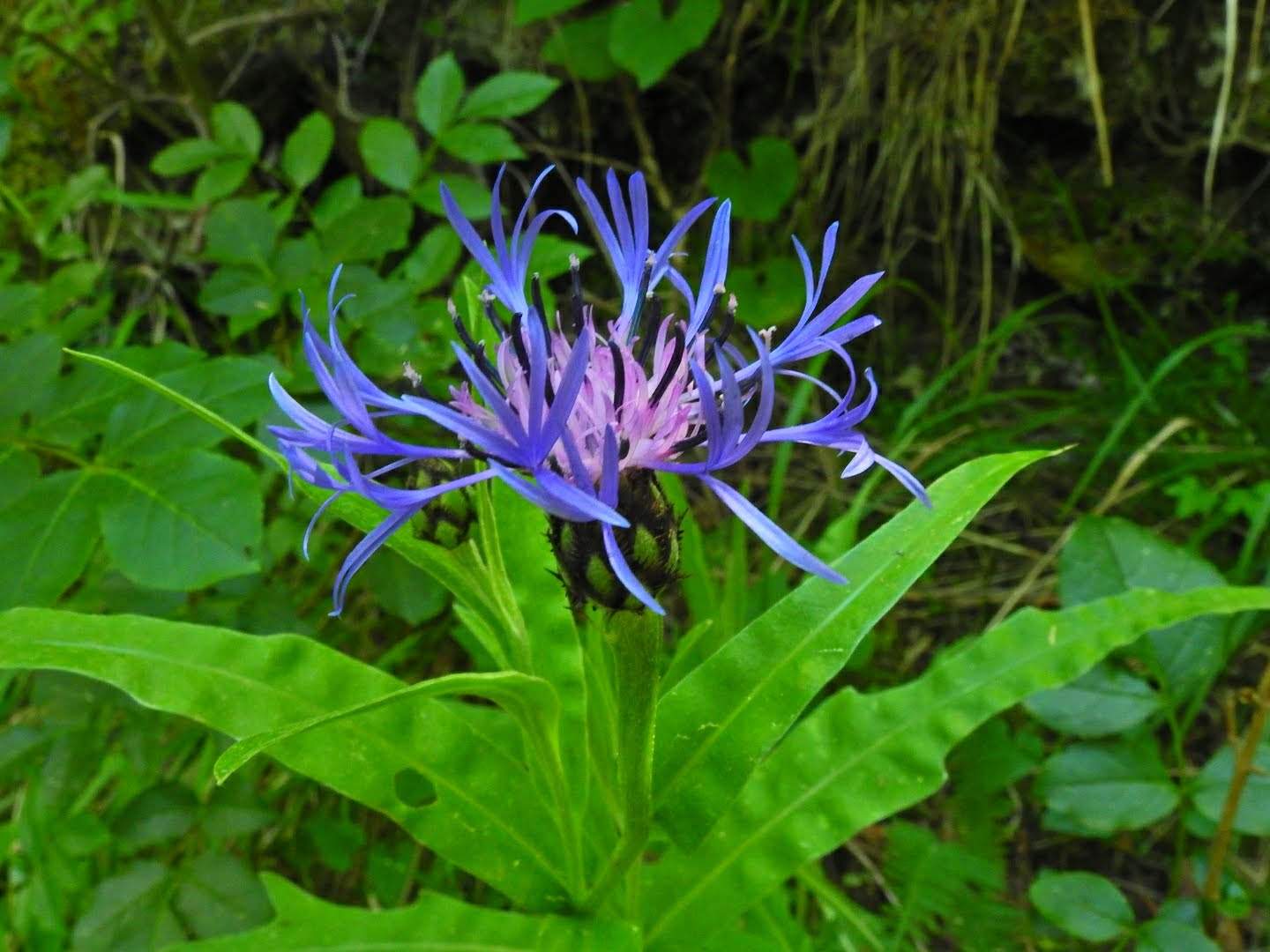 Centaurea triumfettii