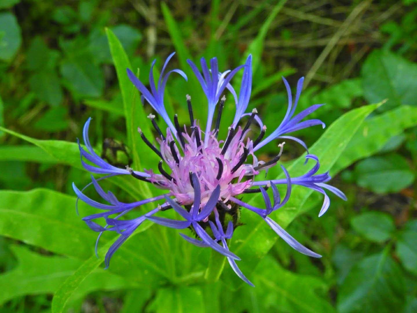 Centaurea triumfettii