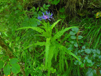 Centaurea triumfettii