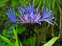 Centaurea triumfettii