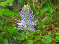 Phyteuma italicum