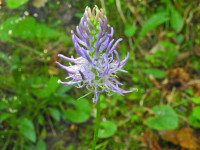 Phyteuma italicum