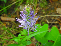 Phyteuma italicum