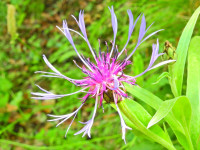 Centaurea triumfettii