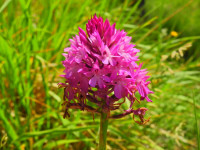 Anacamptis pyramidalis