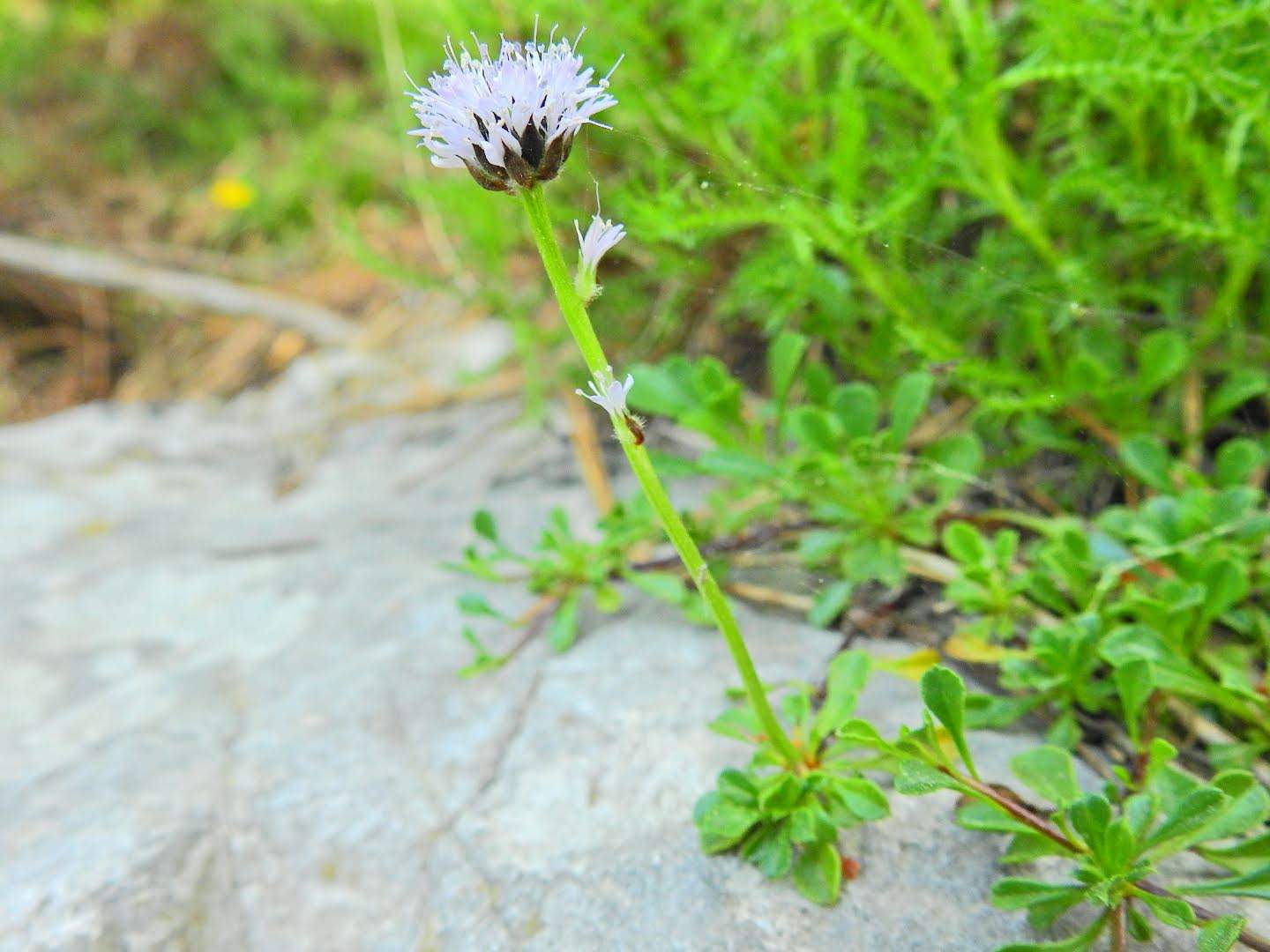 Globularia cordifolia