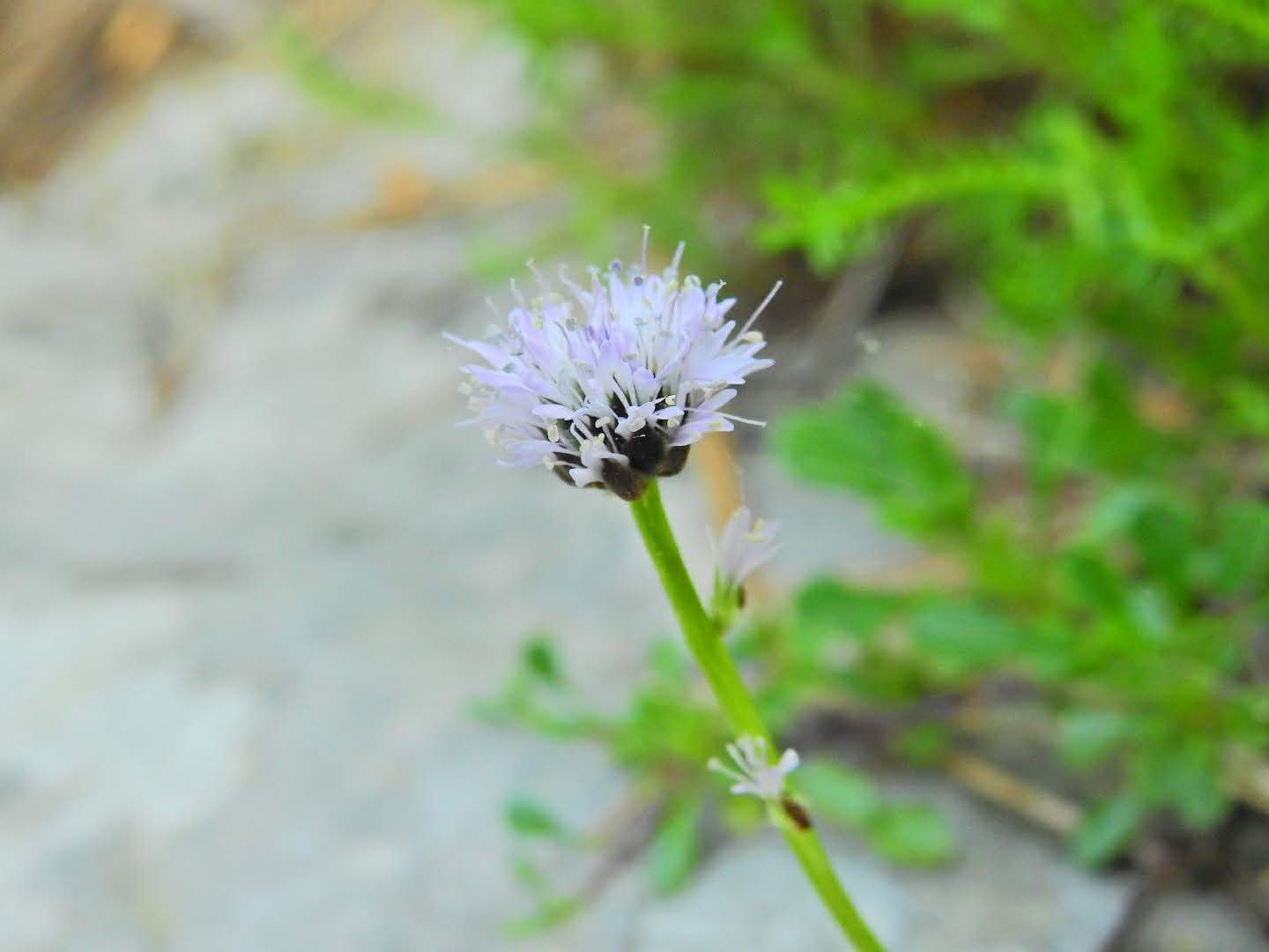 Globularia cordifolia