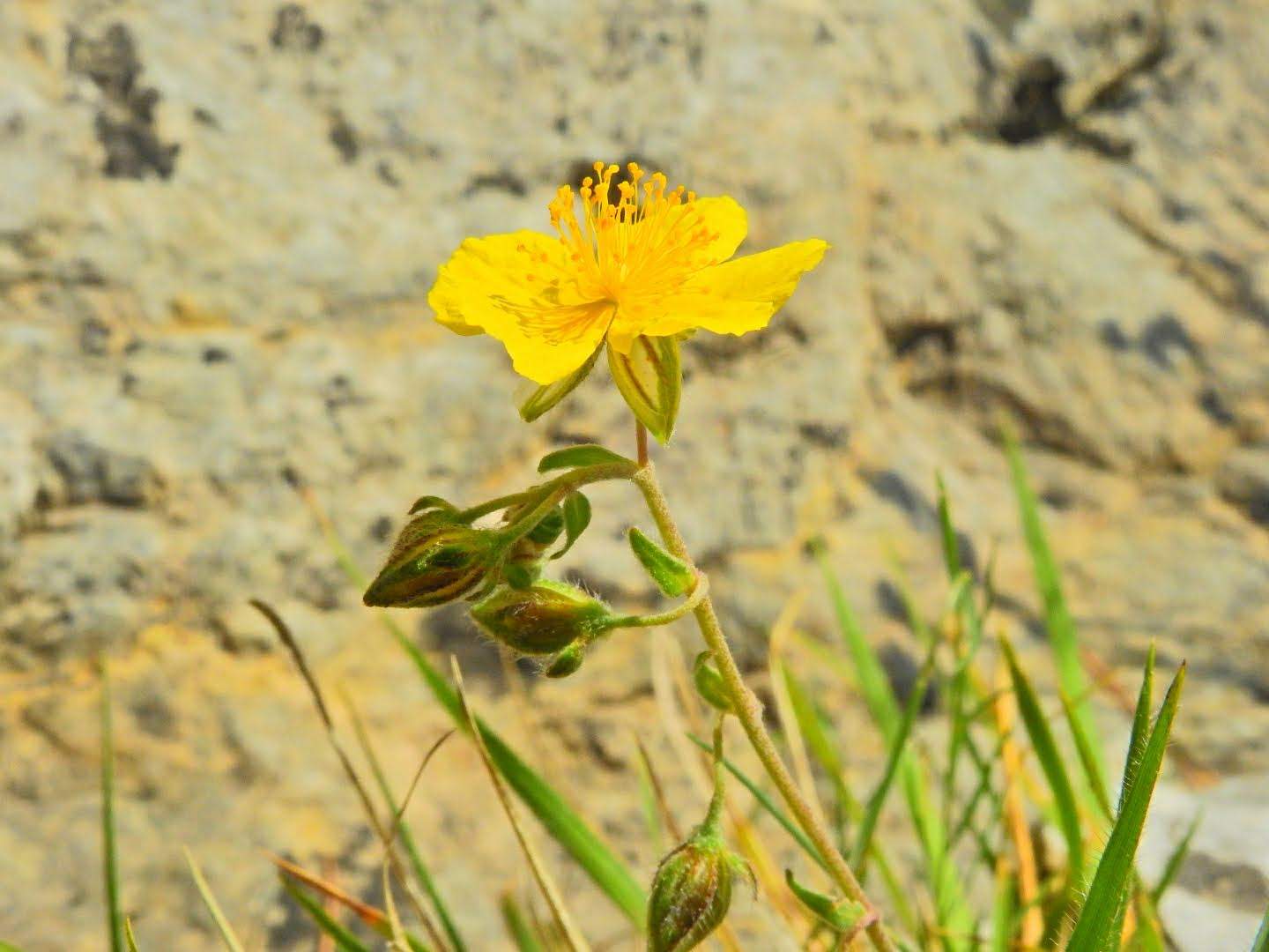 Helianthemum nummularium