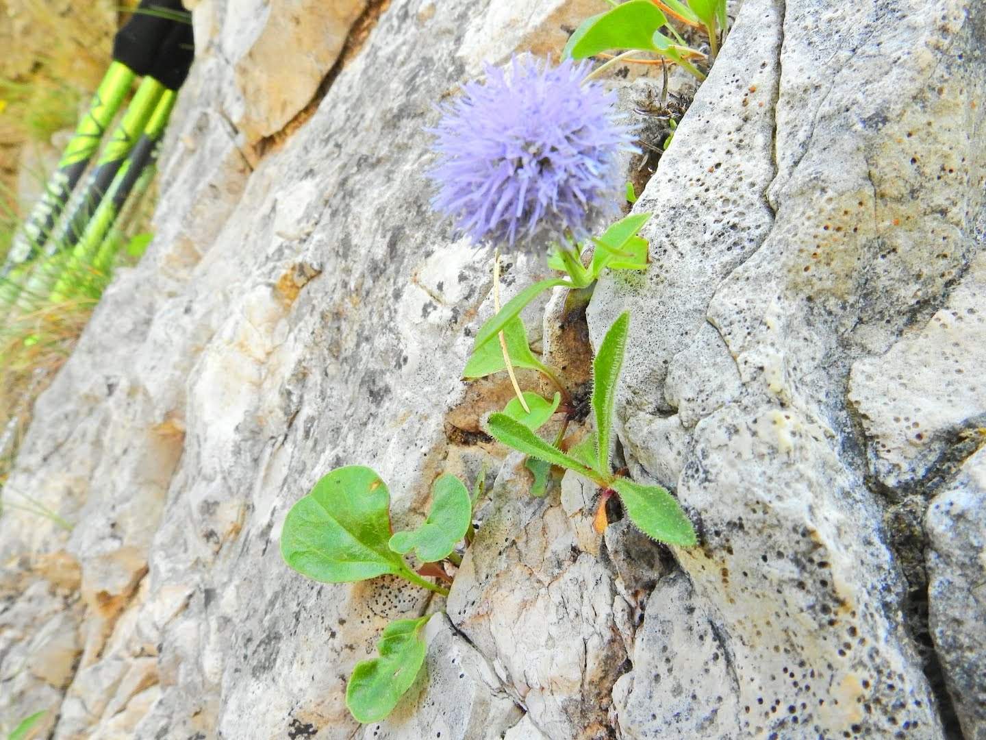 Globularia incanescens