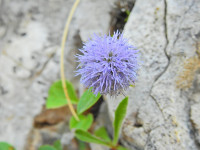 Globularia incanescens