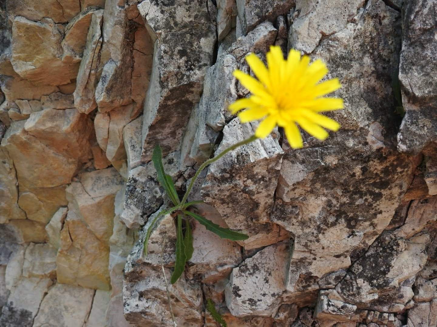 Leontodon anomalus