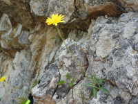 Leontodon anomalus
