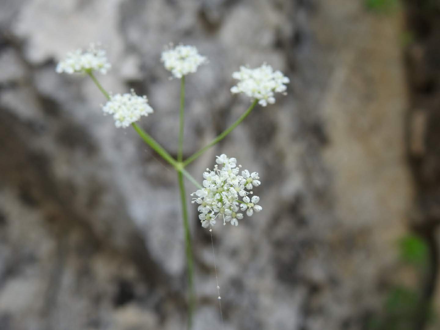 Carum appuanum