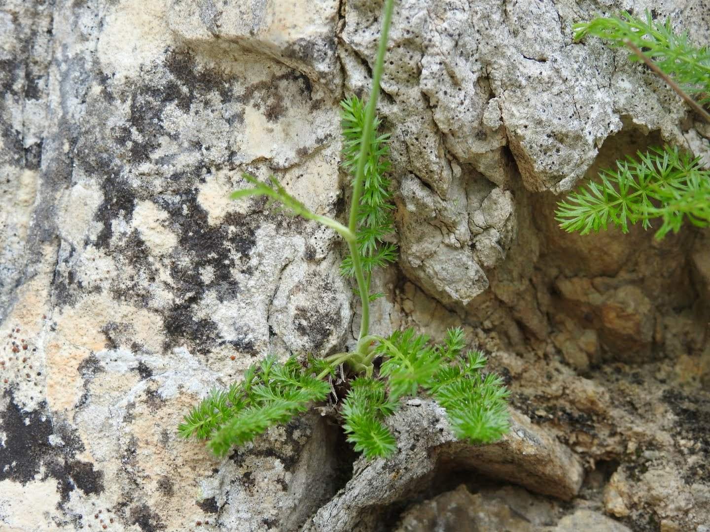 Carum appuanum