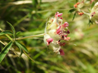 Anthyllis montana