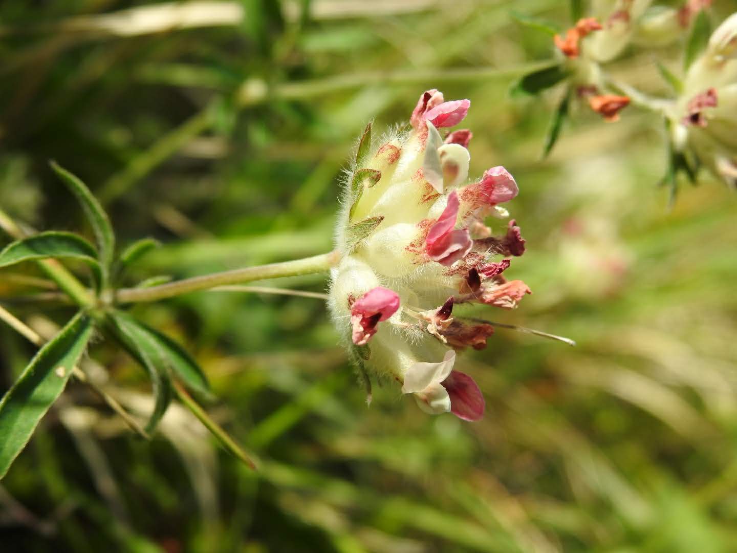 Anthyllis montana
